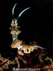 Nudibranch (1.5cm), Crash Boat Piers, Aguadilla by Abimael Márquez 